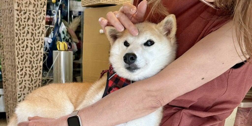Dogecoin Community Buzz: Creator's Shiba Inu NFT Sparks Major Excitement!