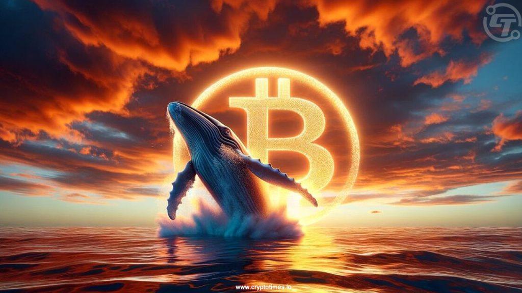 How Whales Increased Their Bitcoin Holdings During the Price Decline